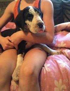 Lovely Great dane puppies for sale