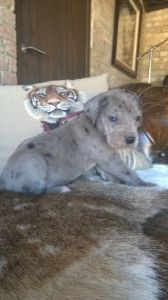A.k.c Registered Huge Great Dane Puppies