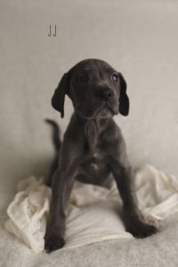 AKC Blue Great Dane pups