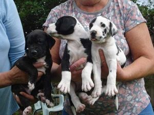 Great Dane Pups K.c.reg.