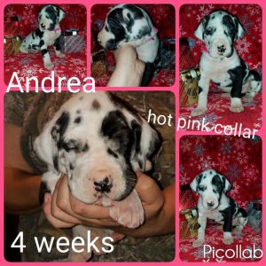 50% european great dane puppies! !!