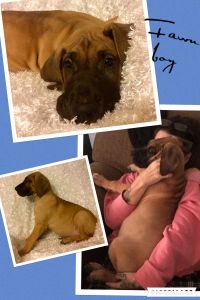 Two Great Dane Puppies