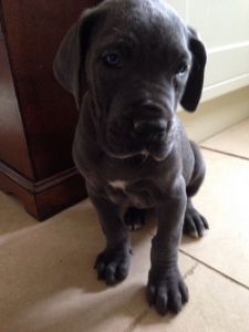 Stunning Great Dane Puppies