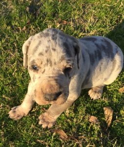 AKC registered Great Dane
