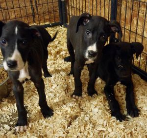 Great Dane puppies