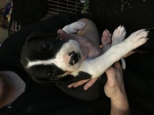 Great Dane puppies ready April 18!