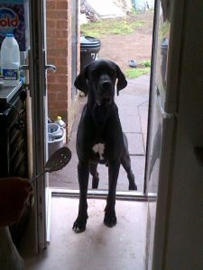 Great dane for sale