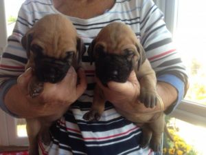 Stunning Fawn Great Dane Puppies For Sale