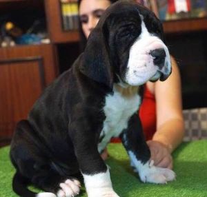 Great Dane Puppies For Sale