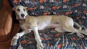 8mo old Purebred/Not Registered Female Great Dane