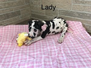 Great Dane litter Puppies ...