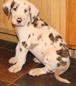 AKC Registered Harlequin Great Dane Puppies
