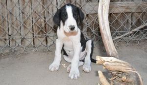 Lovely Great Dane Puppies Ready, Text (***) ***-***7