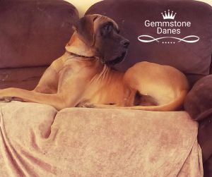 50% European AKC Great Dane puppies