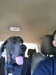 AKC Great Dane Pups.