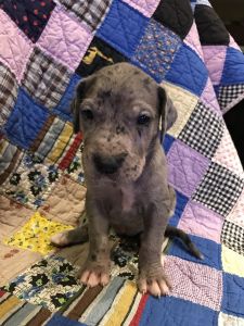AKC Great Dane Merle Female