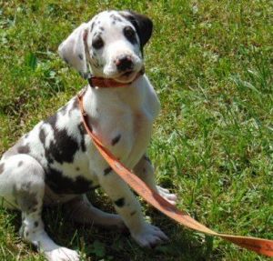 Harlequin Great Dane Puppies