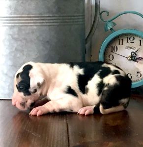 AKC Male Show Marked Harlequin Great Dane Bl $1500