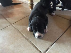Purebred Great Dane puppies