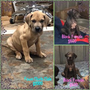 AKC Great Dane Puppies