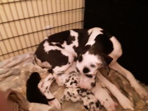 Great Dane Puppies