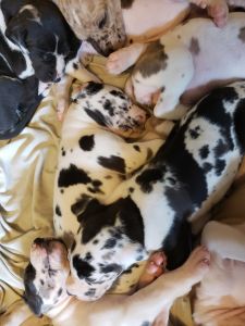 Beautiful Great Dane Females