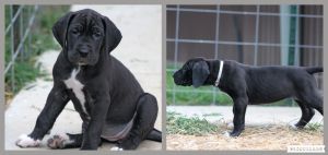 Akc Great Dane puppies