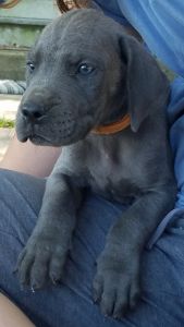 Great Dane Pups