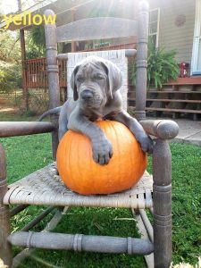 Great Dane puppies