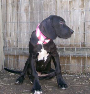 Great Dane puppy, female 4 mos old