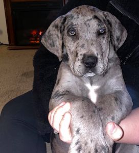 Blue Merle Great Dane Puppy