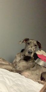 Great Dane for sale
