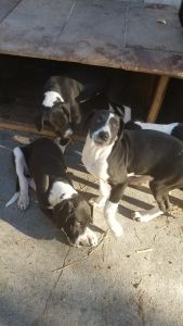 Grate dane puppies