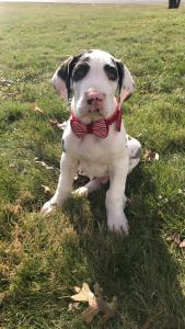 Great Dane puppy