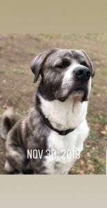 Half freat dane half great pyrenees