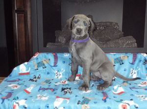 Great Dane - Blue Pups