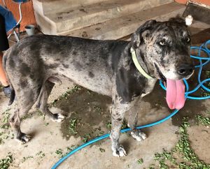 Patrick: 9month old Great Dane. Gets along with other pets