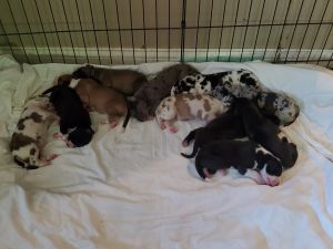 Daniff (Great Dane/Mastiff) puppies