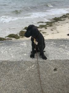 Loving Puppy Great Dane