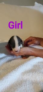 Great Danes with papers female