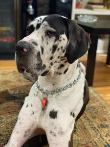 male great dane