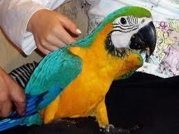 Great Green Macaw