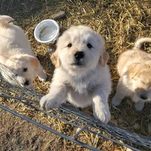 Golden Pyrenees (Golden Retriever - Great Pyrenees) Puppies