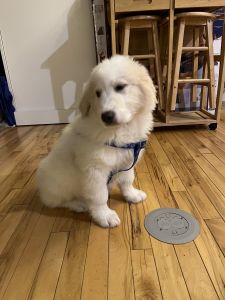 Cooper (Great Pyrenees)