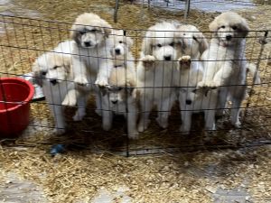 Great Pyrenees Puppies