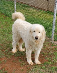 Great Pyrenees female
