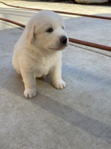 4 Week Old Great Pyrenees Puppies