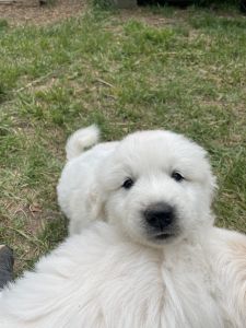 Great Pyrenees