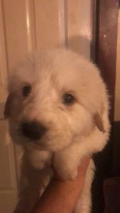 100% Great Pyreness pups 15 weeks old