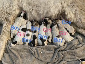 Purebred Great Pyreneese